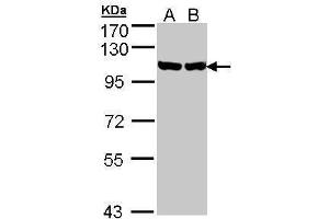 GRP94 antibody  (Center)