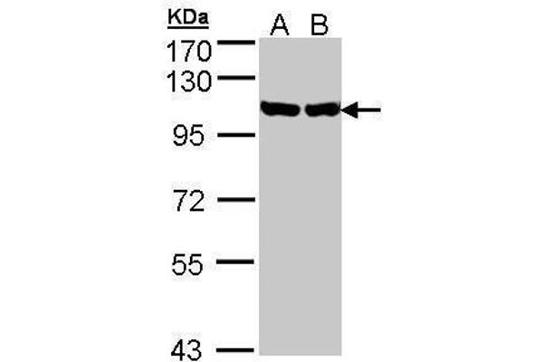 GRP94 抗体  (Center)