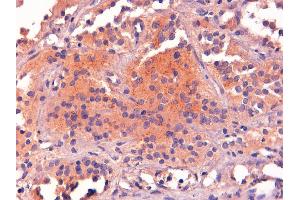 ABIN185387 (2µg/ml) staining of paraffin embedded Human Pituitary Gland. (POMC antibody  (C-Term))