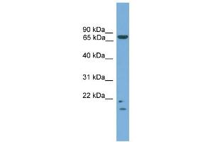 WB Suggested Anti-MRE11A Antibody Titration: 0. (Mre11 antibody  (N-Term))