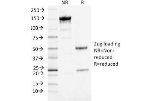 SDS-PAGE Analysis Purified PD-L1 Mouse Monoclonal Antibody (PDL1/2746) (unconjugated). (PD-L1 antibody  (AA 39-191) (PE))