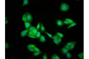 Immunofluorescence staining of HepG2 cells with ABIN7156004 at 1:133, counter-stained with DAPI. (HMGCS2 antibody  (AA 426-508))