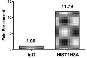 Chromatin Immunoprecipitation Hela (10 6 , treated with 30 mM sodium butyrate for 4h) were treated with Micrococcal Nuclease, sonicated, and immunoprecipitated with 5 μg anti-HIST1H3A (ABIN7139209) or a control normal rabbit IgG. (HIST1H3A antibody  (acThr22))