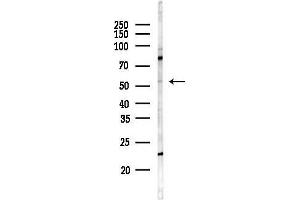 anti-WAS Protein Family, Member 2 (WASF2) (Internal Region) antibody