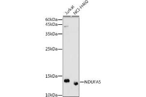 Western blot analysis of extracts of various cell lines, using NDUF antibody (ABIN7268804) at 1:1000 dilution. (NDUFA5 antibody  (AA 1-116))
