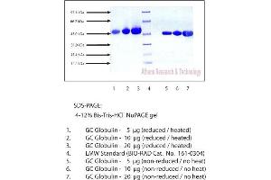 Gel Scan of GC-Globulin, Human Plasma, Mixed Type (Vitamin D Binding Protein)  This information is representative of the product ART prepares, but is not lot specific. (Vitamin D-Binding Protein Protein (GC))