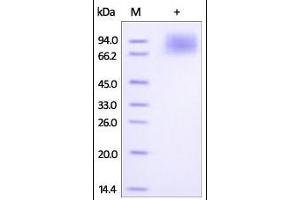 Rhesus macaque CD19 (20-292), Fc Tag on SDS-PAGE under reducing (R) condition. (CD19 Protein (AA 20-292) (Fc Tag))
