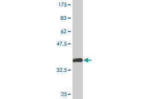 Western Blot detection against Immunogen (37. (NFIC antibody  (AA 314-423))