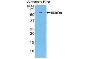 Detection of Recombinant HRG, Human using Polyclonal Antibody to Histidine Rich Glycoprotein (HRG) (HRG antibody  (AA 18-254))
