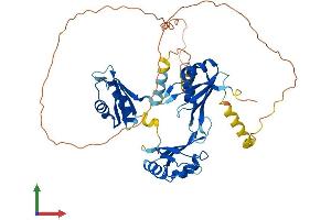AlphaFold protein structure predicition of Human Recombinant CELF3 Protein, UniprotID Q5SZQ8
