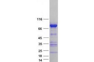Validation with Western Blot (CD2AP Protein (Myc-DYKDDDDK Tag))