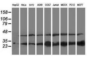 Image no. 2 for anti-Pyridoxamine 5'-Phosphate Oxidase (PNPO) antibody (ABIN1500319) (PNPO antibody)