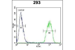 Flow cytometric analysis of 293 cells (right histogram) compared to a negative control cell (left histogram). (C-JUN antibody  (C-Term))
