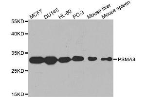 Western blot analysis of extracts of various cell lines, using PSMA3 antibody.
