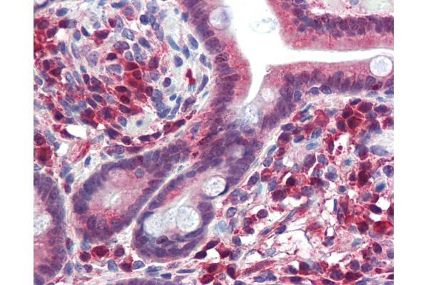 TRIM35 antibody  (AA 359-408)