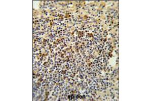 Formalin-fixed and paraffin-embedded human spleen tissue reacted with BAT4 Antibody , which was peroxidase-conjugated to the secondary antibody, followed by DAB staining. (BAT4 antibody  (C-Term))
