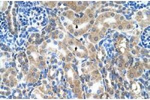 Immunohistochemical staining (Formalin-fixed paraffin-embedded sections) of human kidney with ABP1 polyclonal antibody  at 4-8 ug/mL working concentration. (DAO antibody  (C-Term))
