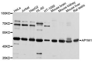 Western blot analysis of extracts of various cell lines, using AP1M1 antibody. (AP1M1 antibody  (AA 1-160))