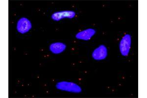 Proximity Ligation Analysis of protein-protein interactions between PDGFA and PDGFRA. (PDGFA antibody  (AA 1-211))
