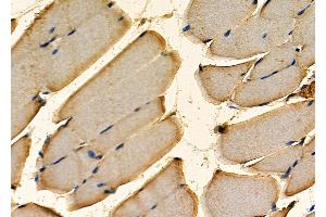 ABIN7093981 and ABIN7098025 at 1/100 staining Mouse kidney tissue by IHC-P.