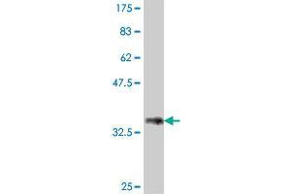 RNF169 antibody  (AA 643-742)