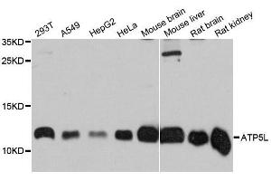Western blot analysis of extracts of various cell lines, using ATP5L antibody (ABIN5996596) at 1:3000 dilution. (ATP5L antibody)