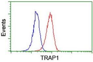 Image no. 2 for anti-TNF Receptor-Associated Protein 1 (TRAP1) antibody (ABIN1501499) (TRAP1 antibody)