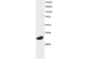 ABIN184653 staining (0. (ATF7 antibody  (C-Term))