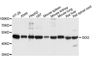Western blot analysis of extract of various cells, using GDI2 antibody. (GDI2 antibody)