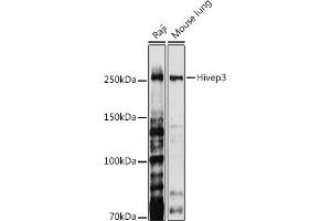 Western blot analysis of extracts of various cell lines, using Hivep3 antibody (ABIN7267792) at 1:1000 dilution. (Human Immunodeficiency Virus Type I Enhancer Binding Protein 3 (HIVEP3) antibody)