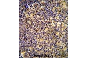 ANR44 Antibody (Center) (ABIN654733 and ABIN2844421) immunohistochemistry analysis in formalin fixed and paraffin embedded human tonsil tissue followed by peroxidase conjugation of the secondary antibody and DAB staining. (ANKRD44 antibody  (AA 481-510))