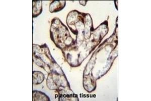 PYGO1 Antibody (C-term) (ABIN656121 and ABIN2845460) immunohistochemistry analysis in formalin fixed and paraffin embedded human placenta tissue followed by peroxidase conjugation of the secondary antibody and DAB staining. (PYGO1 antibody  (C-Term))