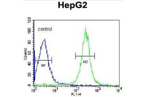 ANGPTL4 Antibody (Center) flow cytometric analysis of HepG2 cells (right histogram) compared to a negative control cell (left histogram). (ANGPTL4 antibody  (Middle Region))