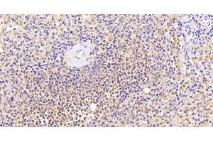 Thrombospondin 1 antibody  (N-Term)