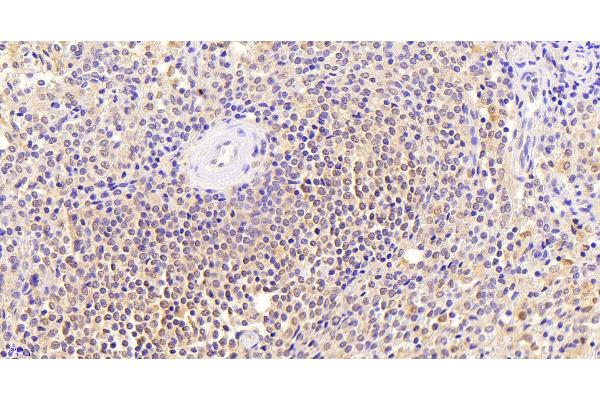 Thrombospondin 1 antibody  (N-Term)