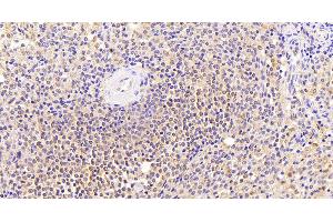 ABIN1781811 (5µg/ml) staining of paraffin embedded Human Spleen. (Thrombospondin 1 antibody  (N-Term))