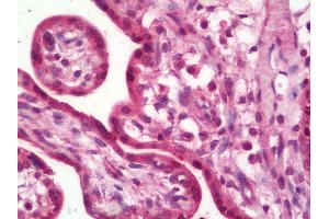 Anti-RPLP1 antibody IHC staining of human placenta. (RPLP1 antibody  (Biotin))