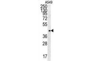 Western Blotting (WB) image for anti-Follistatin-Like 1 (FSTL1) antibody (ABIN2995700) (FSTL1 antibody)