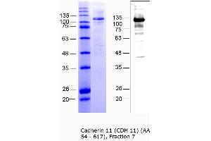 Western Blotting (WB) image for Cadherin 11 (CDH11) (AA 54-617) protein (MBP tag) (ABIN3090705) (OB Cadherin Protein (AA 54-617) (MBP tag))