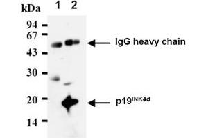 Western Blotting (WB) image for anti-Cyclin-Dependent Kinase Inhibitor 2D (p19, Inhibits CDK4) (CDKN2D) antibody (ABIN487338) (CDKN2D antibody)