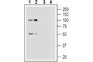 anti-Platelet-Activating Factor Receptor (PTAFR) (AA 259-274), (Extracellular) antibody