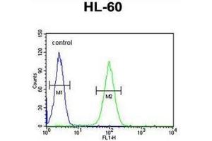 Flow cytometric analysis of HL-60 cells using LNPEP Antibody (N-Term) Cat. (LNPEP antibody  (N-Term))