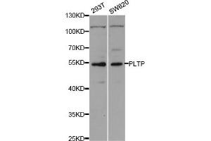 Western blot analysis of extracts of various cell lines, using PLTP antibody (ABIN5973280) at 1/1000 dilution.
