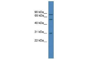 VCP antibody used at 0. (VCP antibody  (C-Term))