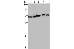 Western Blotting (WB) image for anti-Heat Shock 70kDa Protein 9 (Mortalin) (HSPA9) antibody (ABIN2430208) (HSPA9 antibody)