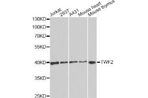 Western blot analysis of extracts of various cell lines, using TWF2 antibody. (TWF2 antibody)