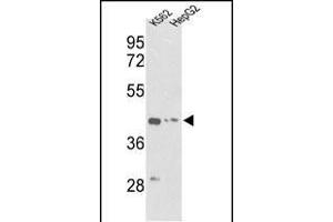 Western blot analysis of ACTG1 Antibody (Center) (ABIN390439 and ABIN2840819) in K562, HepG2 cell line lysates (35 μg/lane). (Actin, gamma 1 antibody  (AA 188-215))