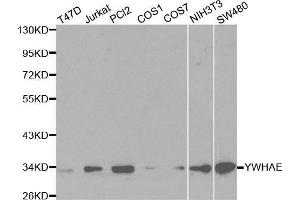 Western blot analysis of extracts of various cell lines, using YWHAE antibody.