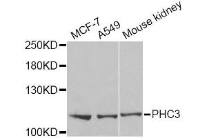 Western blot analysis of extracts of various cell lines, using PHC3 Antibody. (PHC3 antibody)