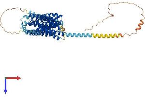 AlphaFold protein structure predicition of Human Recombinant MFSD4B Protein, UniprotID Q5TF39 (KIAA1919 Protein (KIAA1919) (AA 1-518) (His tag))